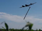 запуск ударного дрону з кукурудзяного поля