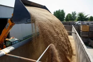 Працівник використовує фронтальний навантажувач для завантаження зерна пшениці зі сховища до вантажівки на території ферми