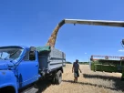 Загрузка зібраного з поля зерна на вантажівку десь в Україні