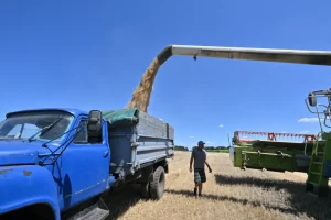 Загрузка зібраного з поля зерна на вантажівку десь в Україні